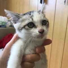 助けて下さい。 - 猫