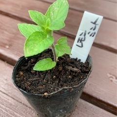 【SALE】レモンミント 植物苗 ミント ハーブ 希少 根付き 大人気