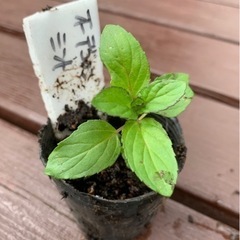 【SALE】オーデコロンミント 植物苗 ミント 根つき 希少 大人気