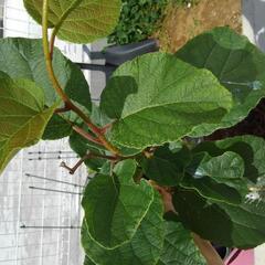 ●決まりました●キウイ　雌の画像