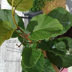 ●決まりました●キウイ　雌の画像
