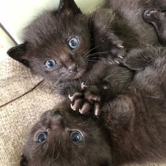 (募集一時停止お話中の為)可愛い子猫ちゃん里親募集🎶