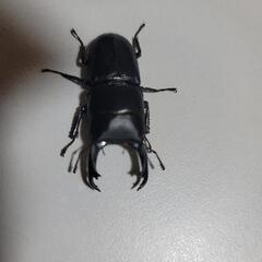 クワガタ成虫・幼虫