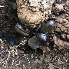 カブトムシ、クワガタ 昆虫採集(下見) 樹液採集 仲間募集 主に横浜