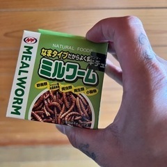 ミルワーム缶