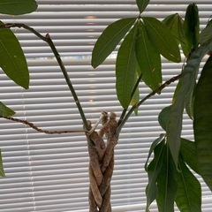 パキラ　観葉植物　インテリア