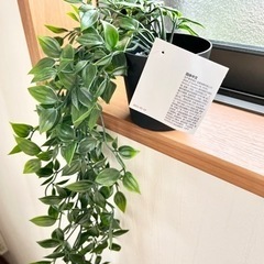 FEJKA フェイカ 人工観葉植物 つり下げ型9 cmの画像