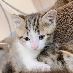 子猫、里親募集