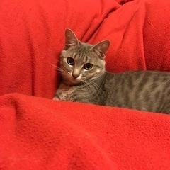 募集停止中