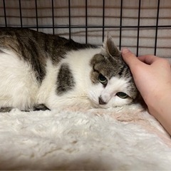 ⑨大切にしてくださる里親さん募集！！ - 猫
