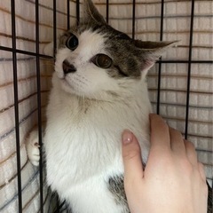 ⑨大切にしてくださる里親さん募集！！ − 愛知県