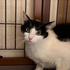 ハチワレのメグちゃん