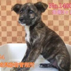 譲渡が決りました　　ありがとうございました!