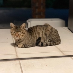 キジトラのラムちゃん − 大阪府