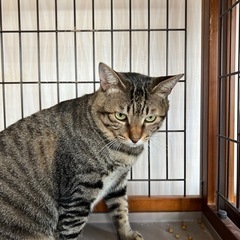 キジトラのラムちゃん - 南河内郡