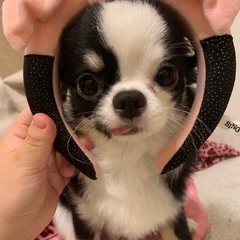 犬友募集