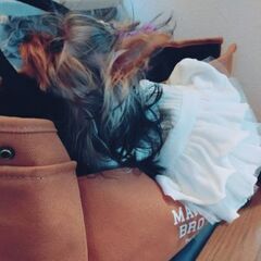 犬友募集します♪