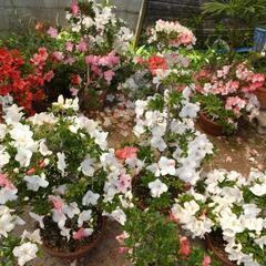 サツキの鉢植えの画像
