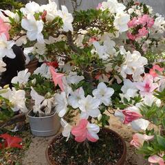サツキの鉢植え
