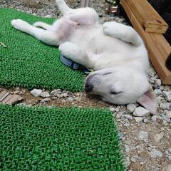 犬同士の交流がしたいです