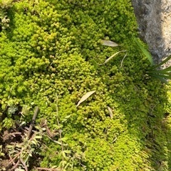 子持ち蓮華　10株〜　多肉植物の画像