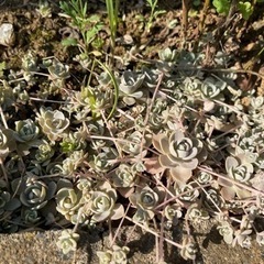 子持ち蓮華　10株〜　多肉植物の画像