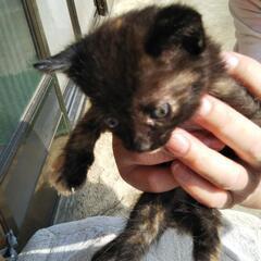 野良猫の里親募集します🙇⤵️ - 里親募集