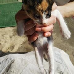 野良猫の里親募集します🙇⤵️ − 茨城県