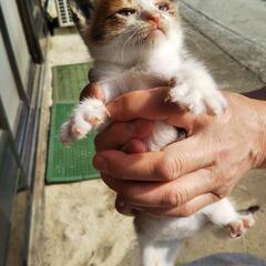 野良猫の里親募集します🙇⤵️ - 猫