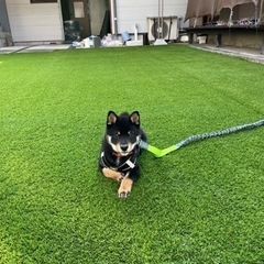 人工芝の工事の手元募集中の画像