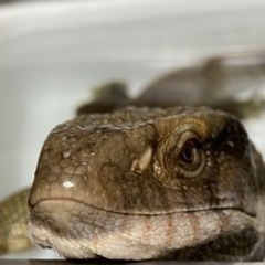 サバンナモニター
