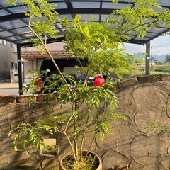 シマトネリコ②