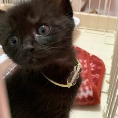黒猫長毛の姉妹