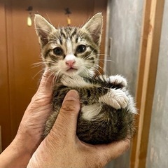 タラくん ♂