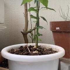 小さな梅の木