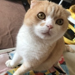 スコティッシュフォールド - 高松市