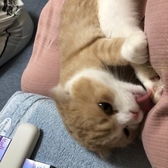 スコティッシュフォールド - 猫
