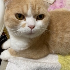 スコティッシュフォールド
