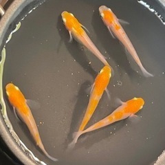 稚魚★磐城錦更紗★400円