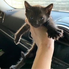 キジトラ黒猫4姉妹 ♀