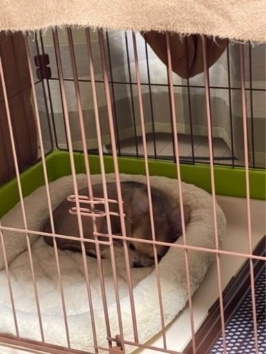 小型犬用サークル