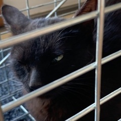 黒猫♀【手術日までの限定募集】 - 八潮市