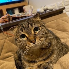 里親さん探して居ます　3