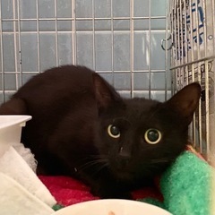 黒猫♀【手術日までの限定募集】 − 埼玉県