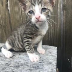 約2ヶ月の子猫　里親募集　兄妹3匹います。