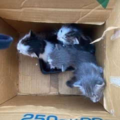 生後５日の子猫