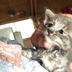 生後1ヶ月位の子猫