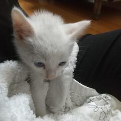 子猫の里親募集です！