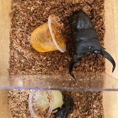 スマトラオオヒラタ