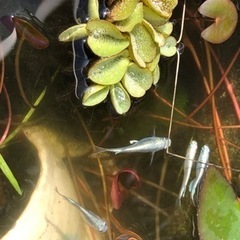 ◆ 極龍 ◆ きわみりゅう ◆ 稚魚 (針子)20匹 ◆ 卵 ◆の画像